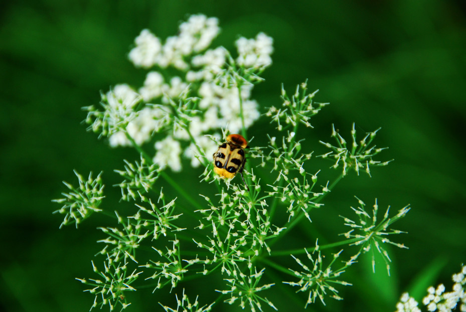 Wohnzimmer Wiese