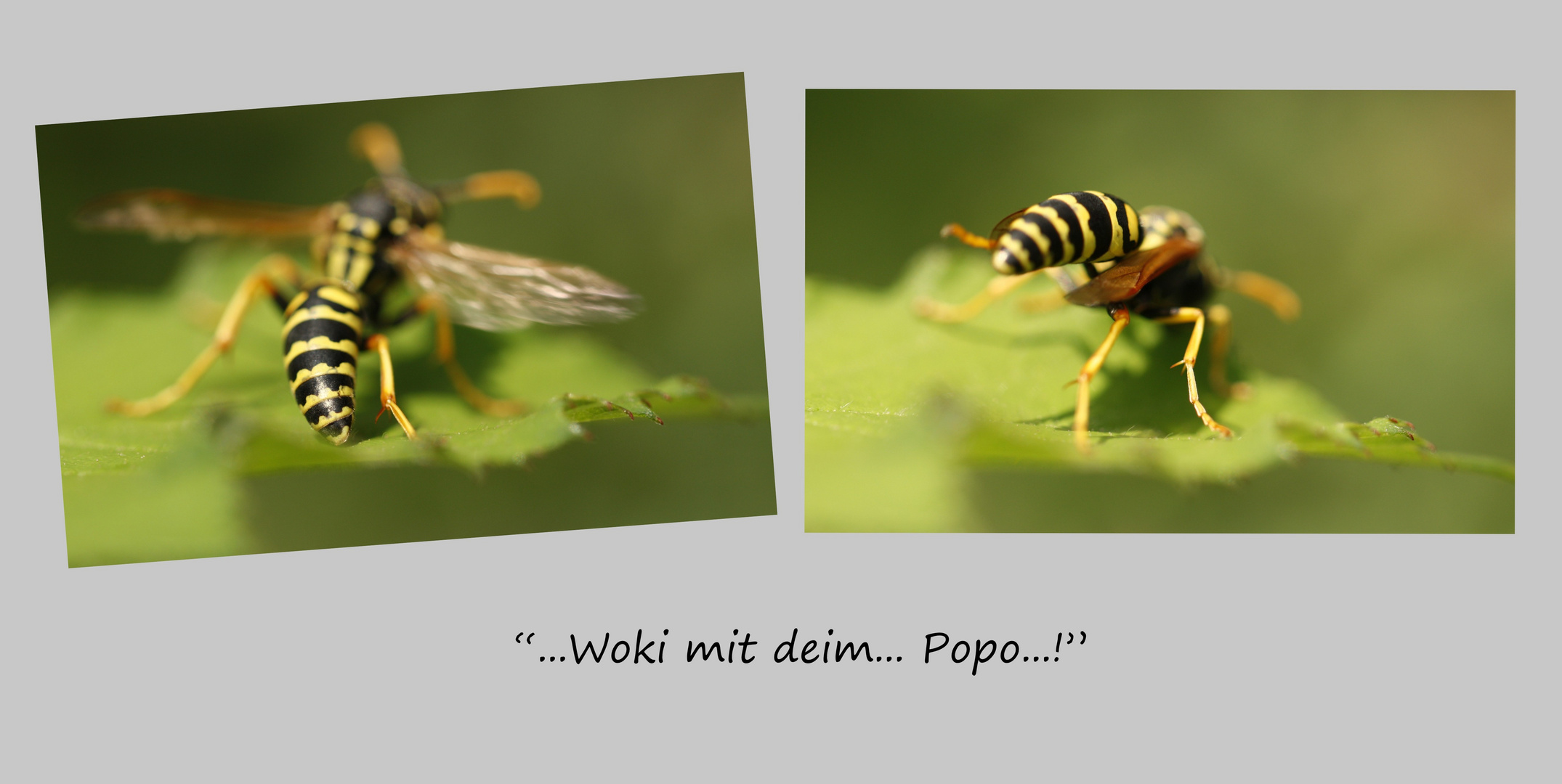 "..Woki mit deim.. Popo..."