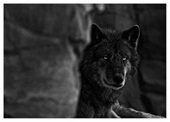 Wolf ...