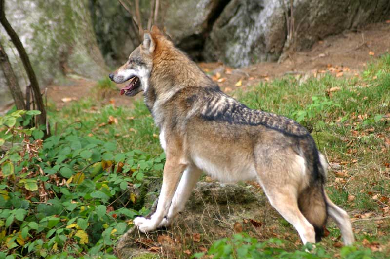 Wolf 08