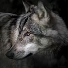 Wolf 1