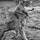Wolf (1)