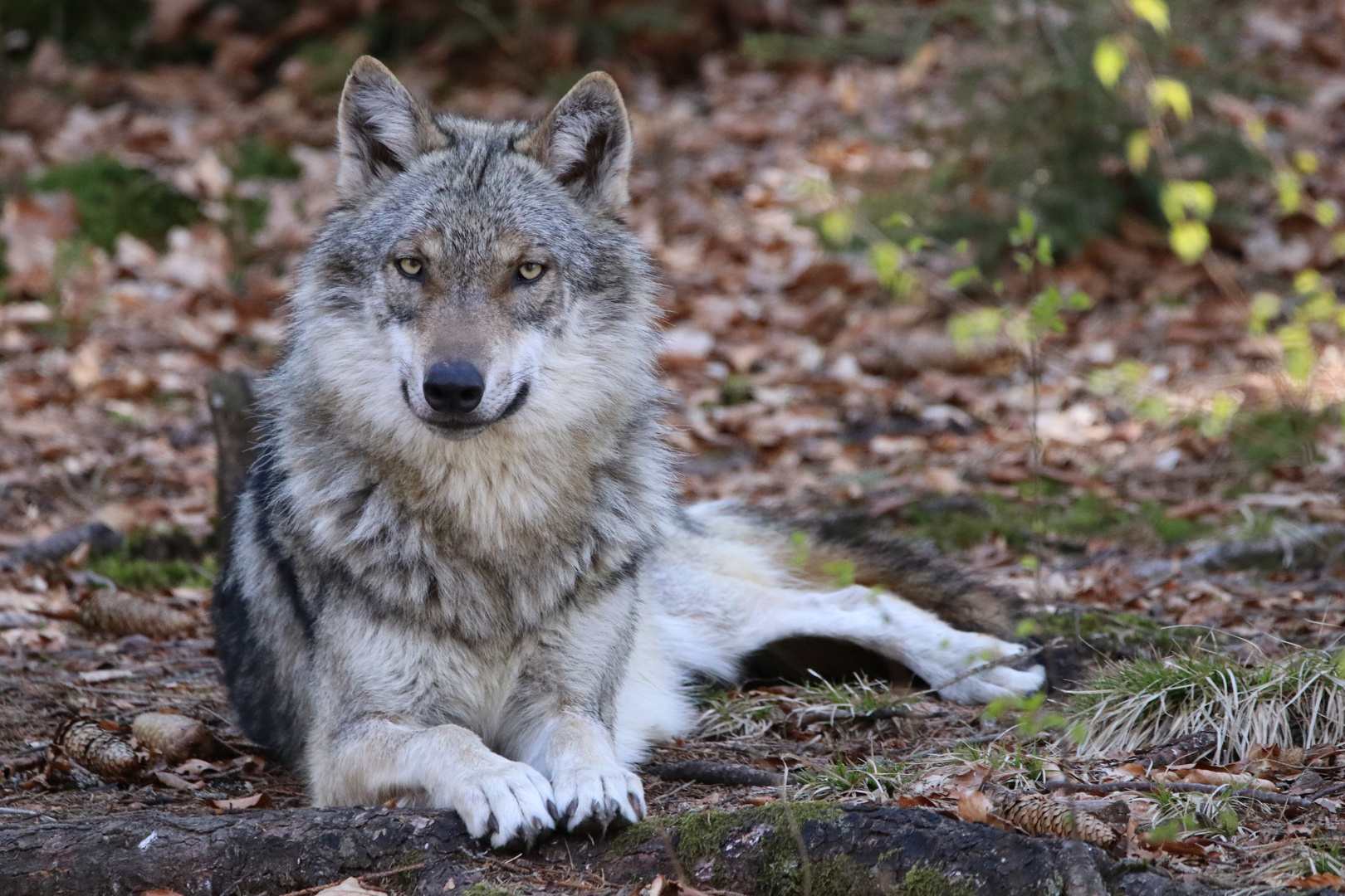 Wolf Foto Bild tierportrait colorfoto wald wolf Bilder auf Wolf Foto Bild tierportrait colorfoto wald wolf Bilder auf
