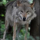 Wolf (12)