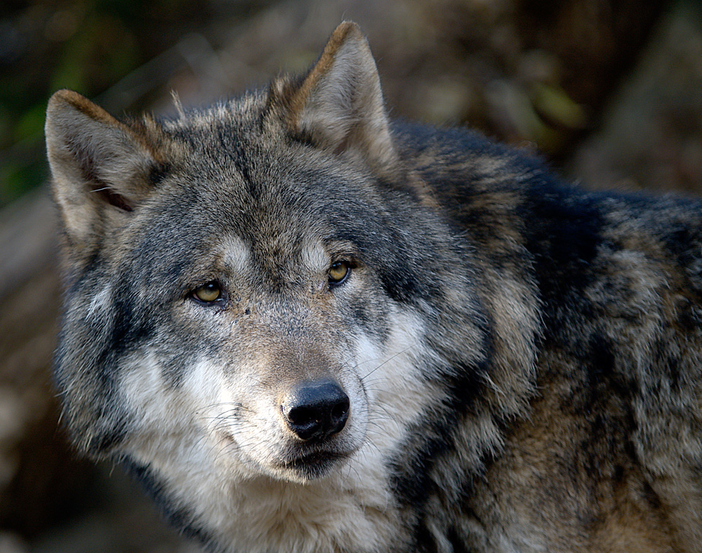 Wolf Foto & Bild | tiere, zoo, wildpark & falknerei, säugetiere Bilder