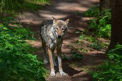 Wolf
