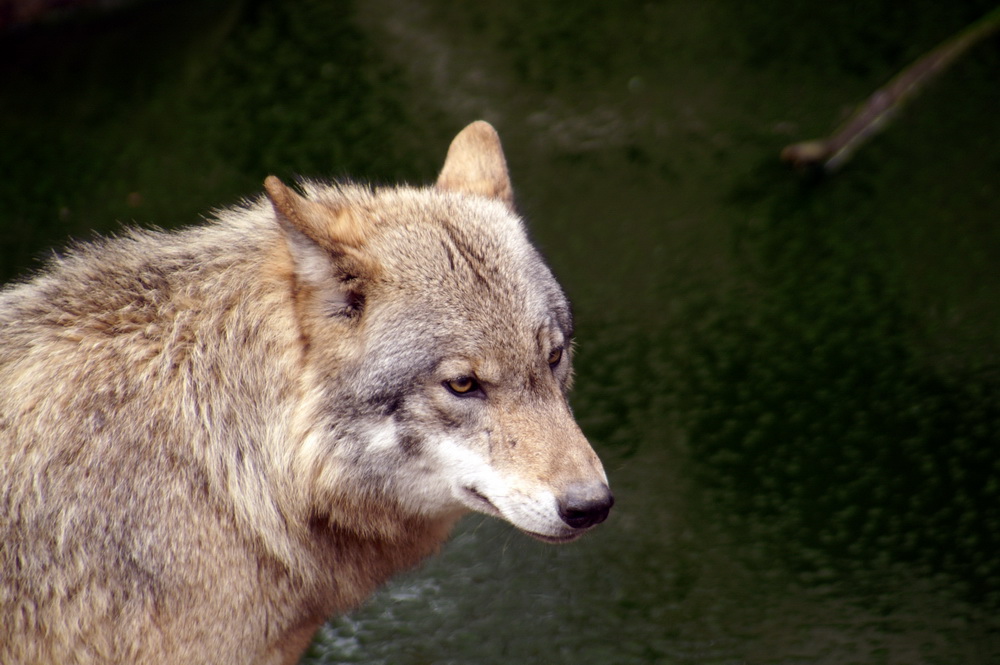 Wolf (2)...
