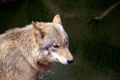 Wolf (2)...