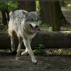 Wolf (2)