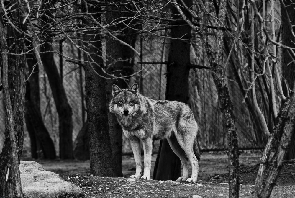 Wolf (2)