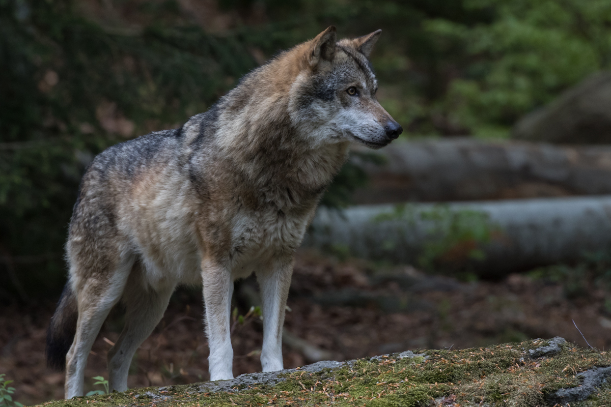 Wolf 2 Foto & Bild | tiere, zoo, wildpark & falknerei, säugetiere