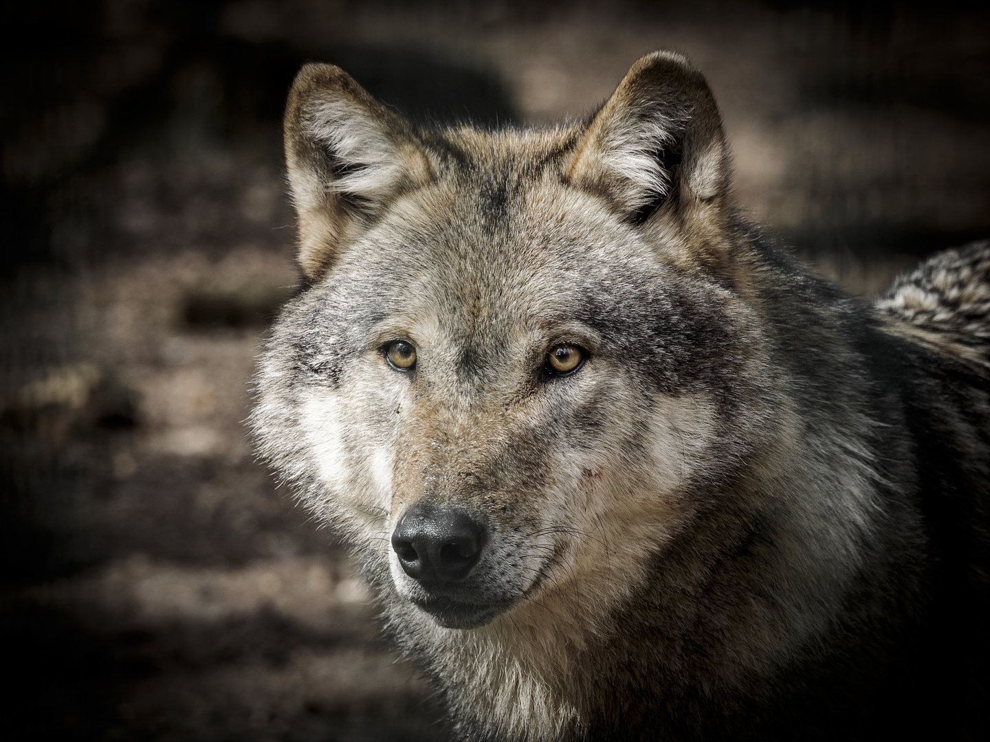 wolf picture