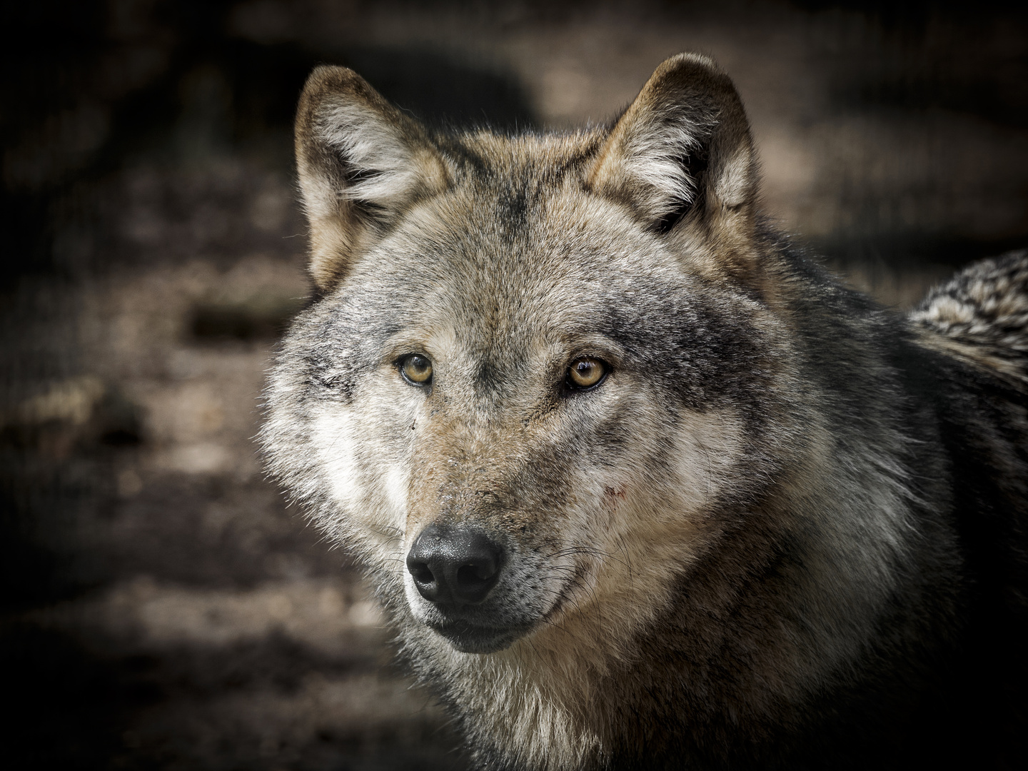 Wolf 2 Foto & Bild | tiere, zoo, wildpark & falknerei, säugetiere