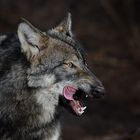 Wolf 2012/2