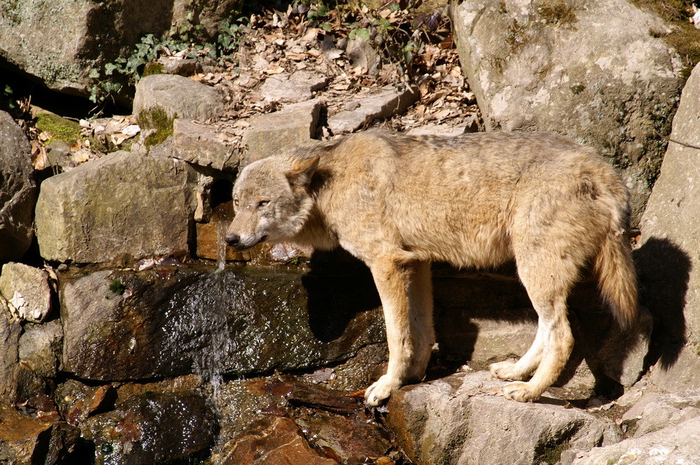Wolf (3)....