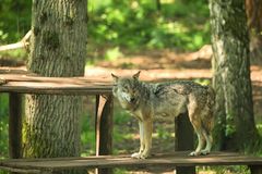 Wolf