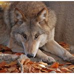 Wolf (4)