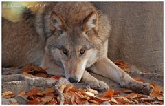 Wolf (4)