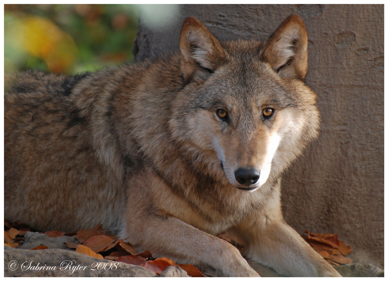 Wolf (5)