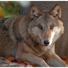 Wolf (5)