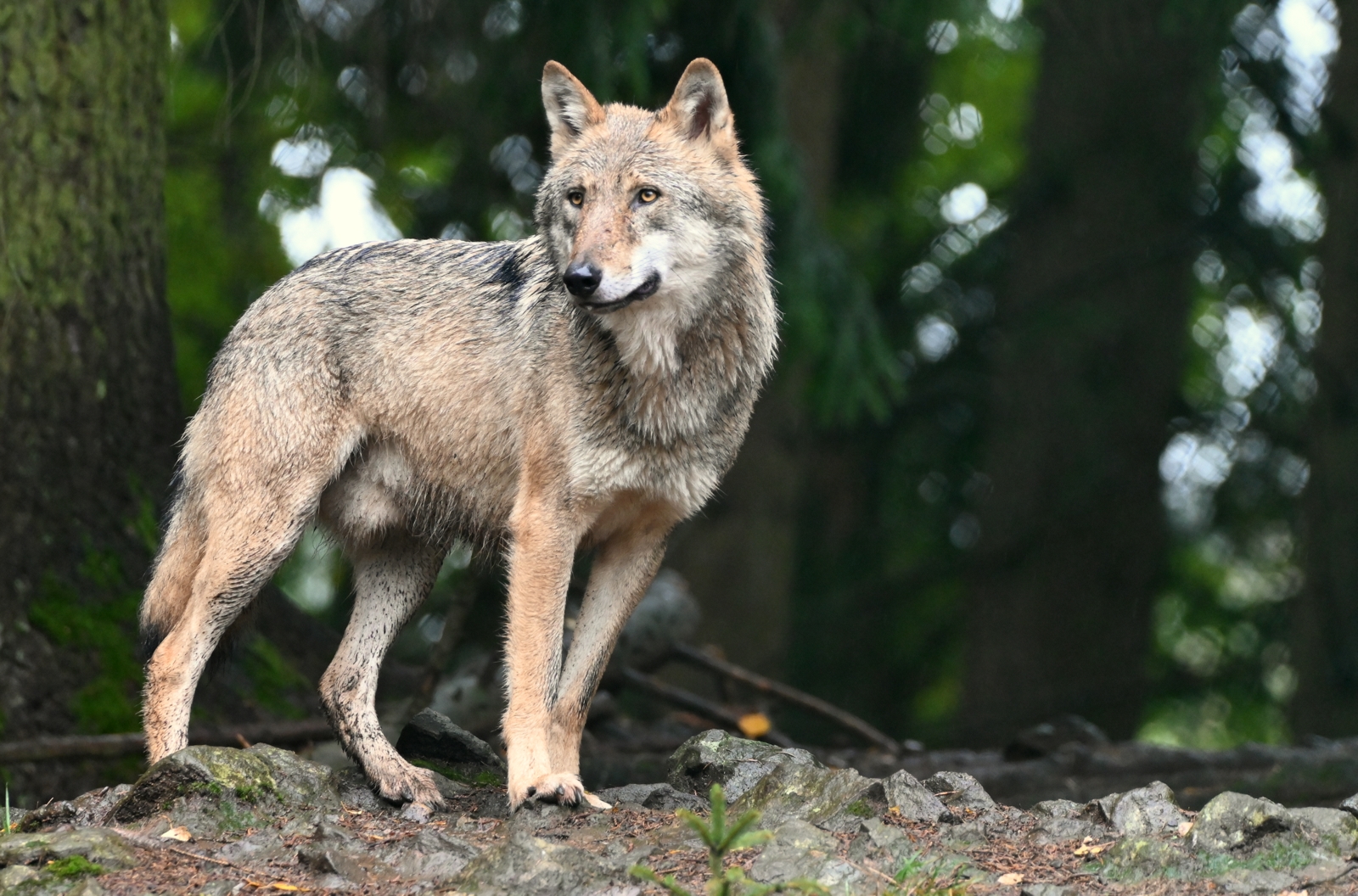 Wolf Foto & Bild | tiere, zoo, wildpark & falknerei, säugetiere Bilder