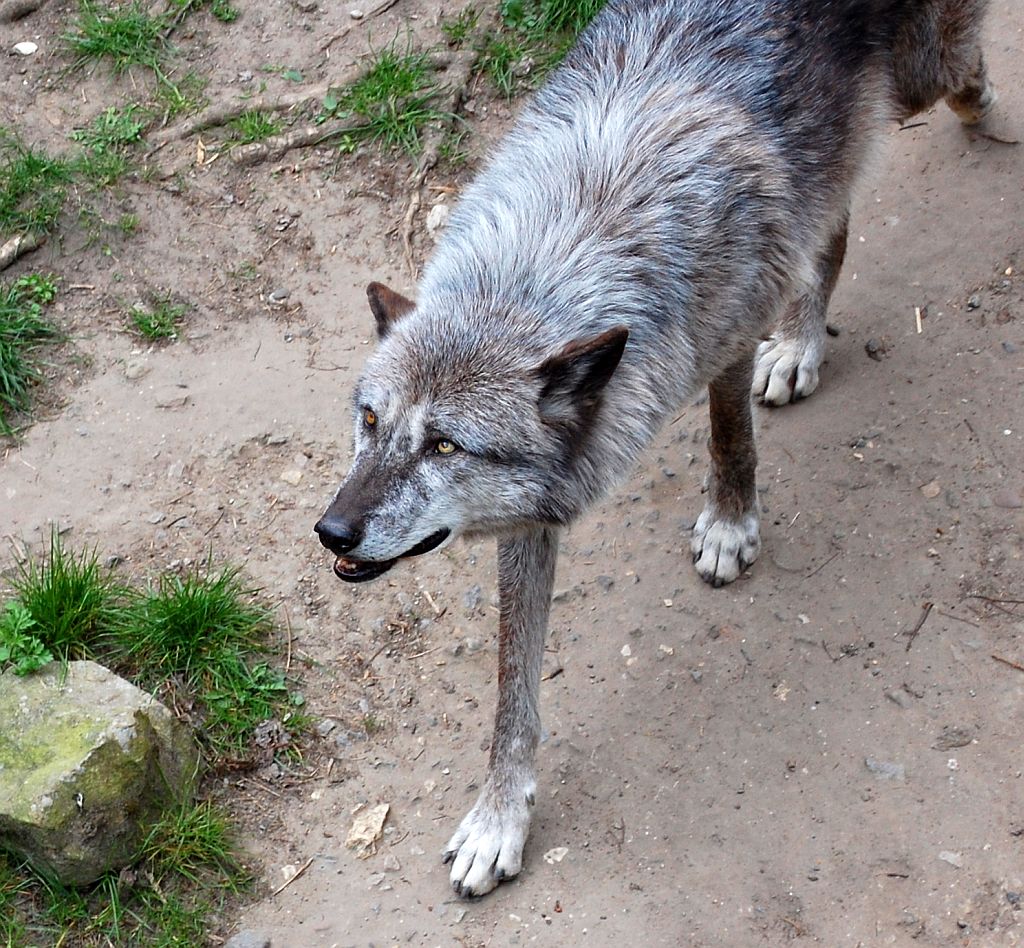 Wolf Hannover
