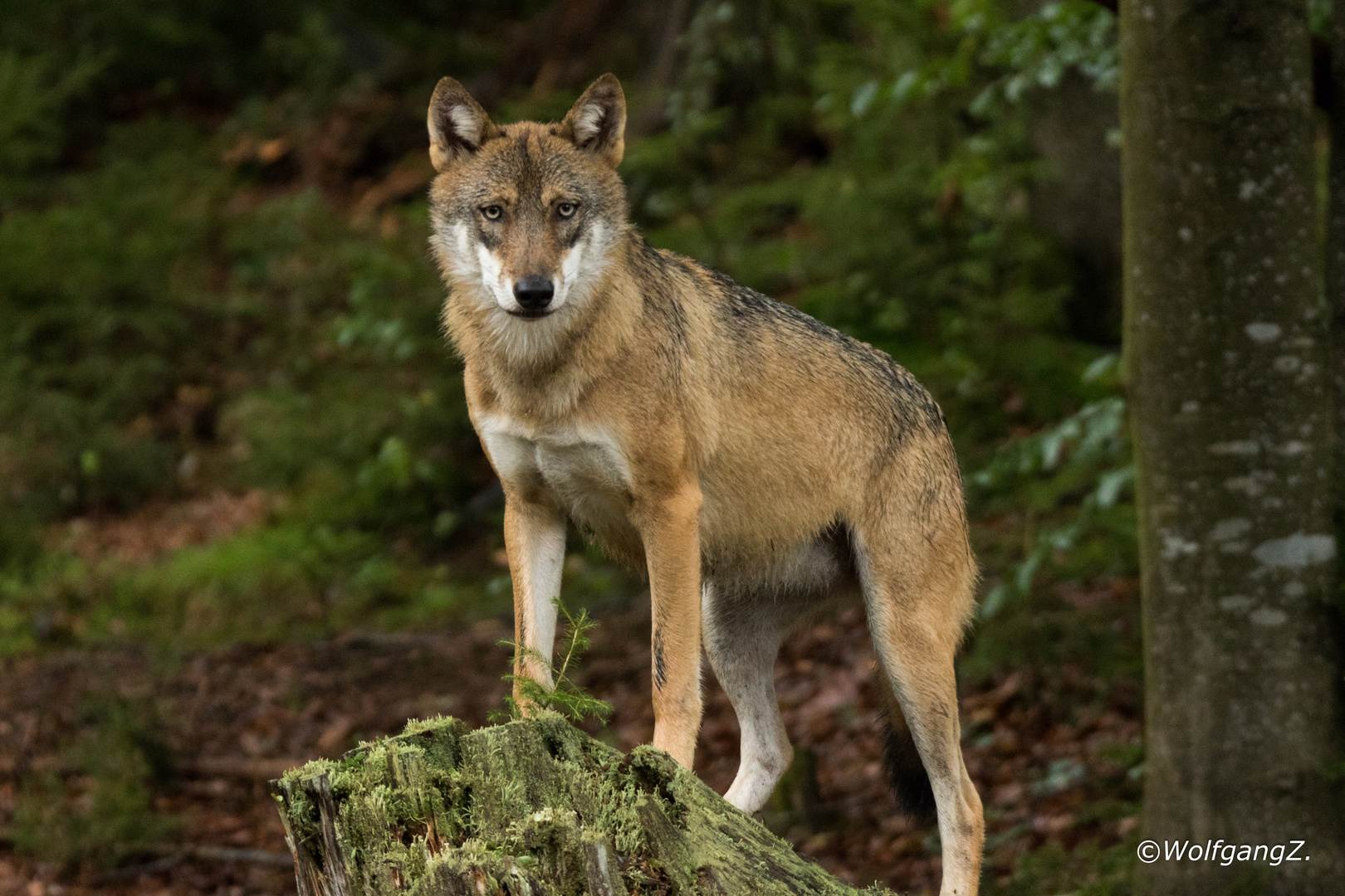 Wolf Foto & Bild | bayerischer wald, natur, wolf Bilder auf fotocommunity