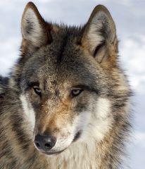Wolf..