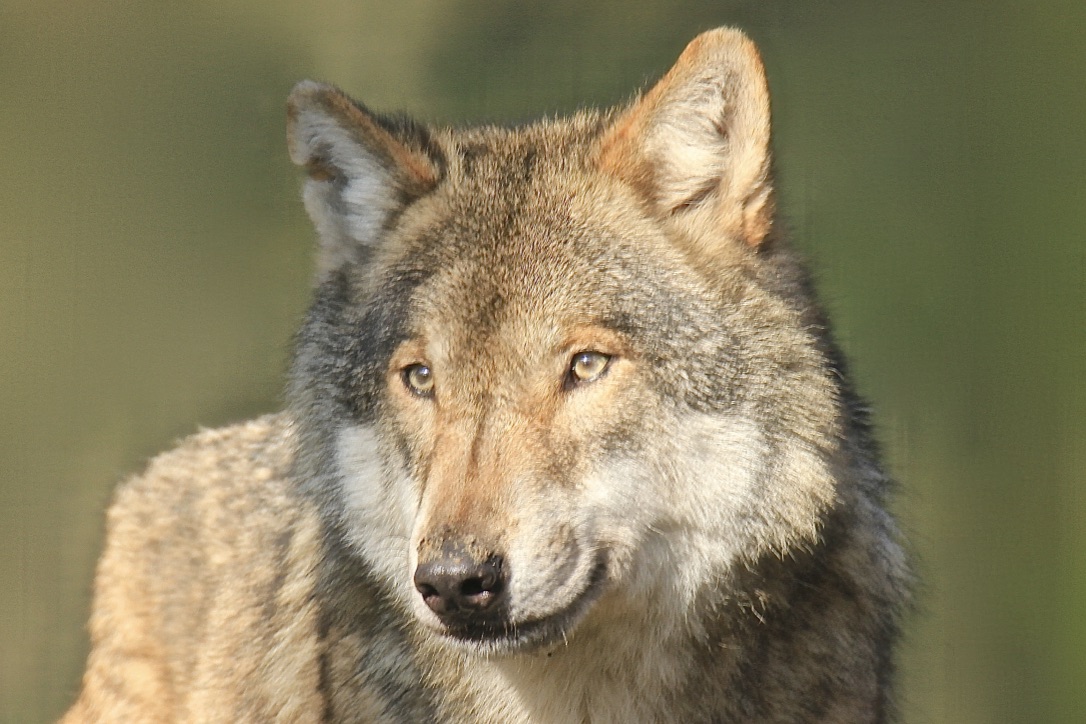 WOLF Foto & Bild | natur, wolf, säugetiere Bilder auf fotocommunity