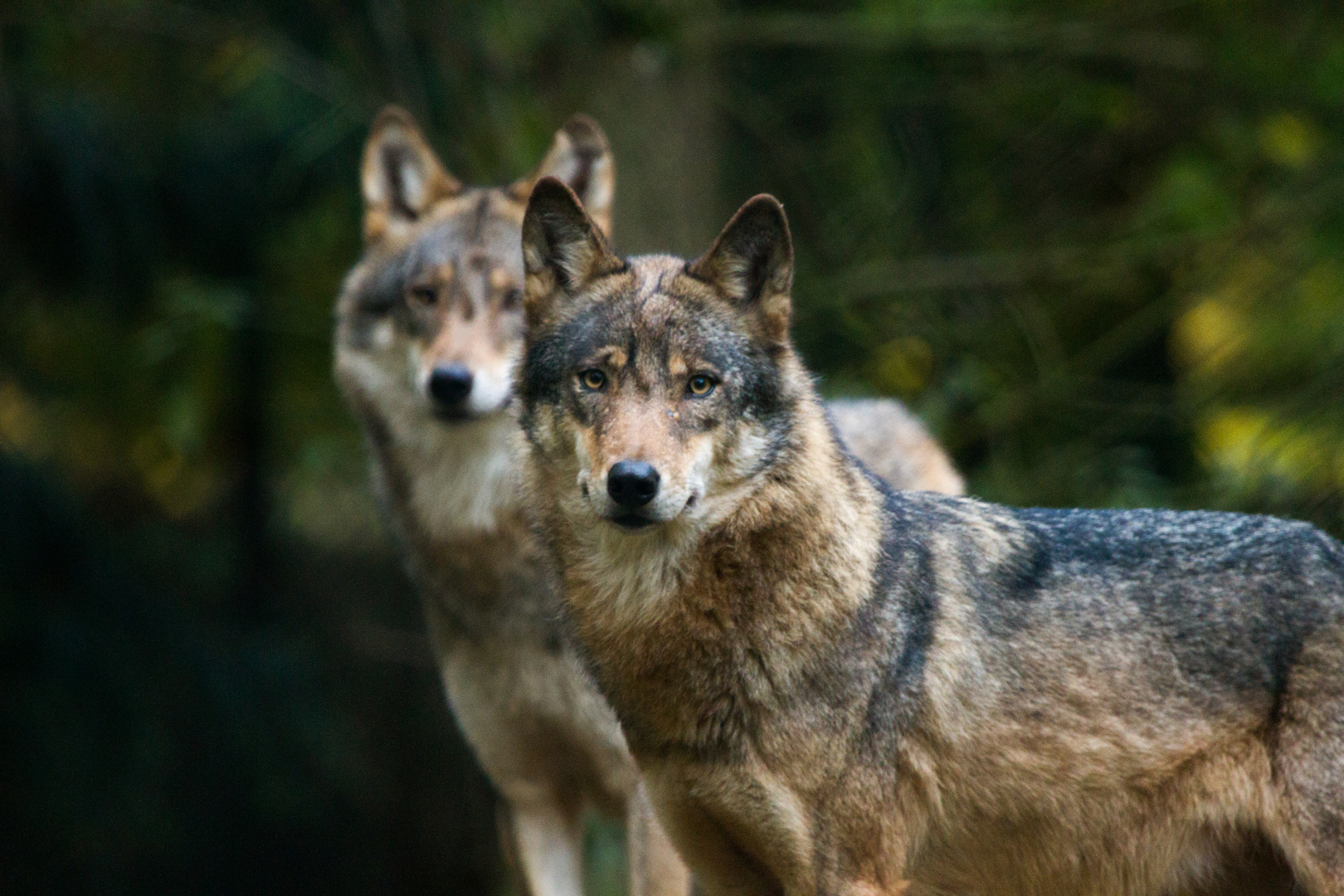Wolf Foto & Bild | tiere, zoo, wildpark & falknerei, säugetiere Bilder
