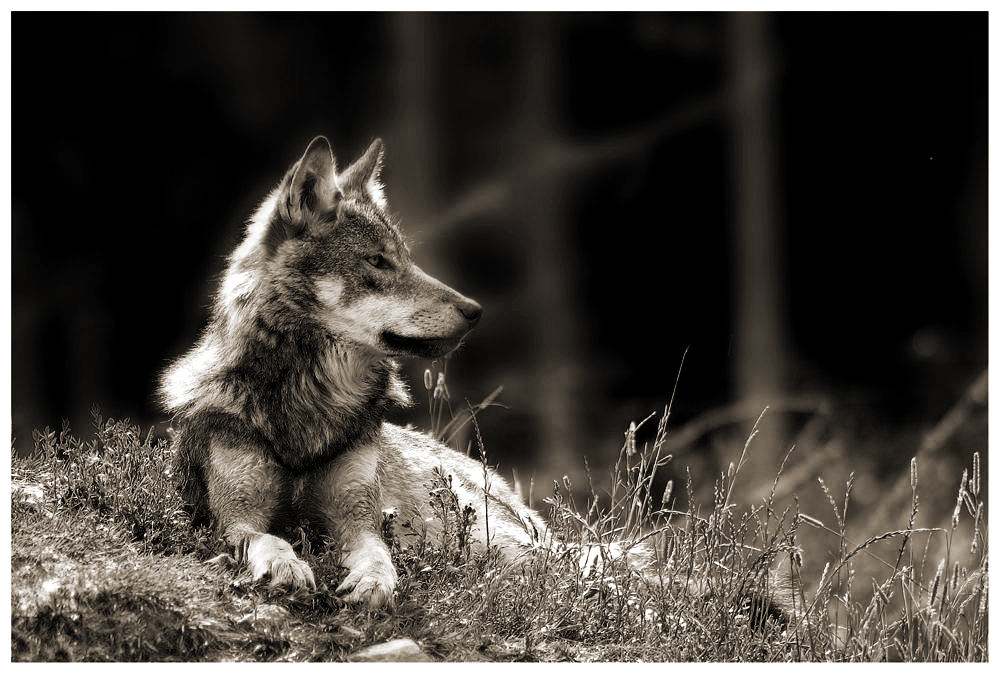Wolf by Dirk Sommer 