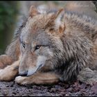 Wolf (9)