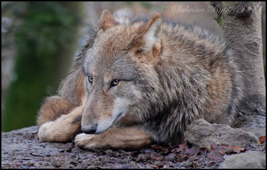 Wolf (9)