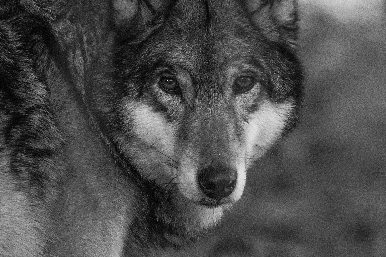 Wolf Foto & Bild | wald, natur, fell Bilder auf fotocommunity