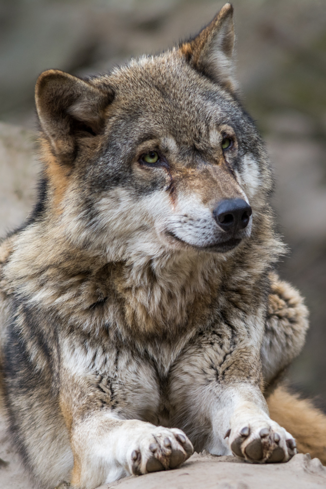 Wolf Foto & Bild | tiere, zoo, wildpark & falknerei, wolf Bilder auf