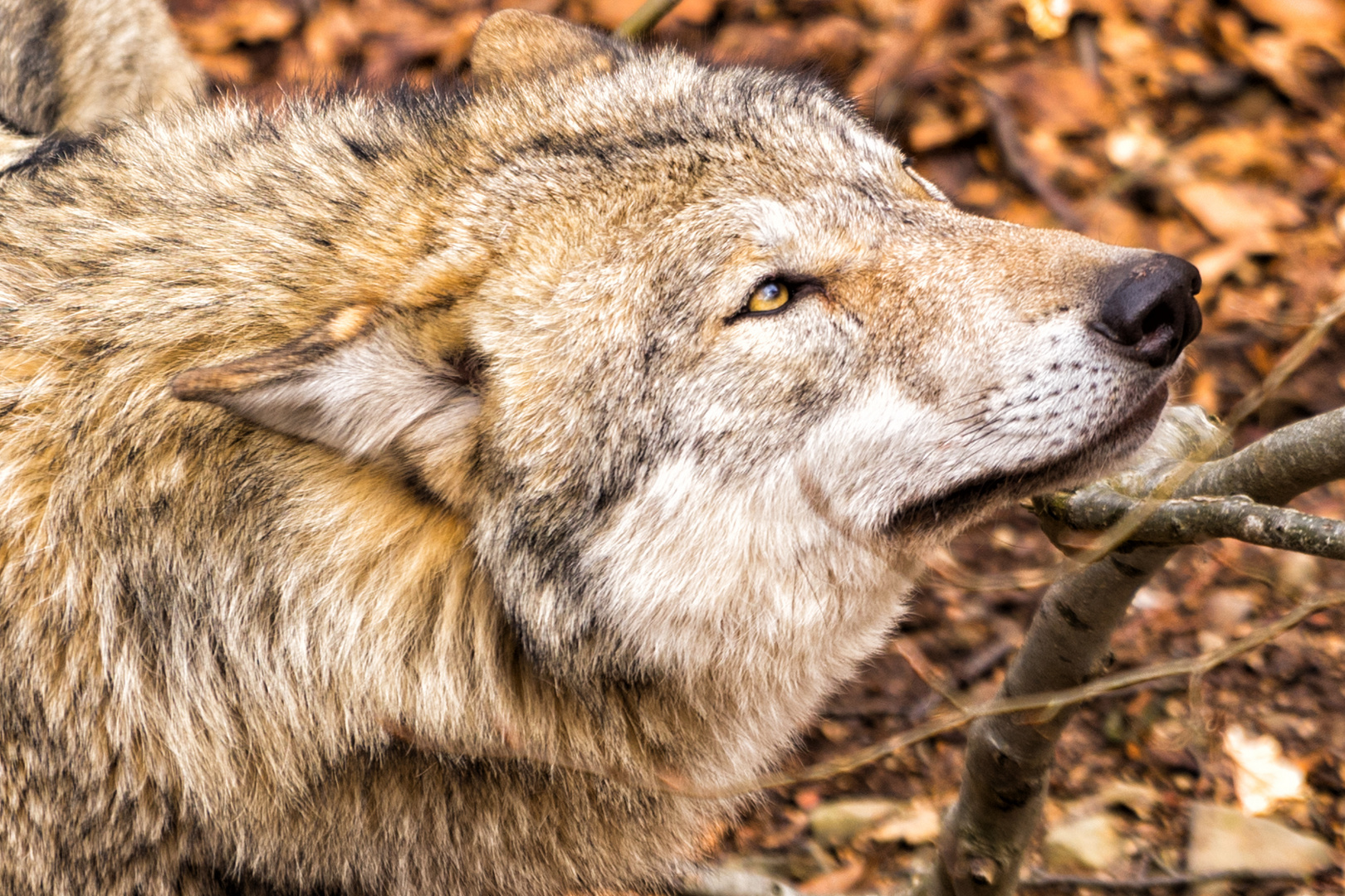 Wolf Foto & Bild | kritik am bild, outdoor, natur Bilder auf fotocommunity