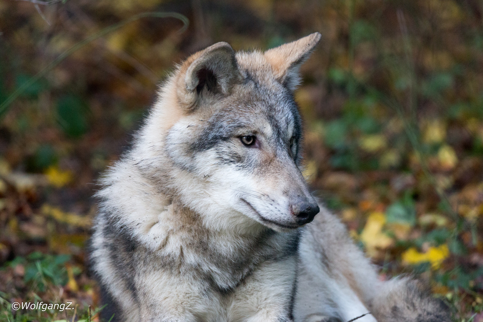 Wolf Foto & Bild | natur, zoo, tiere Bilder auf fotocommunity