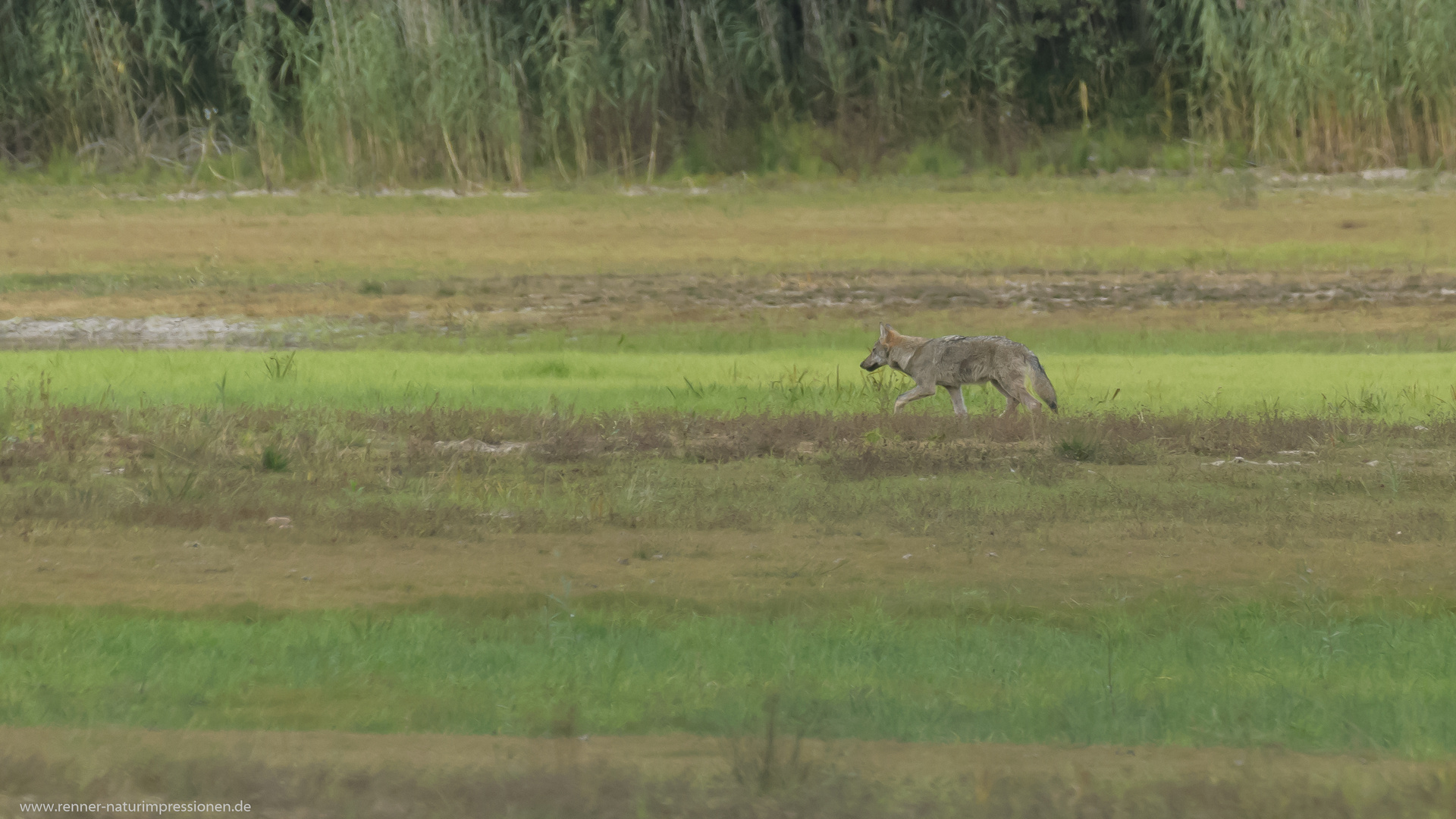 Wolf am Abend