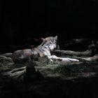 Wolf am Ausruhen