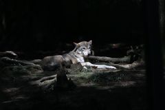 Wolf am Ausruhen