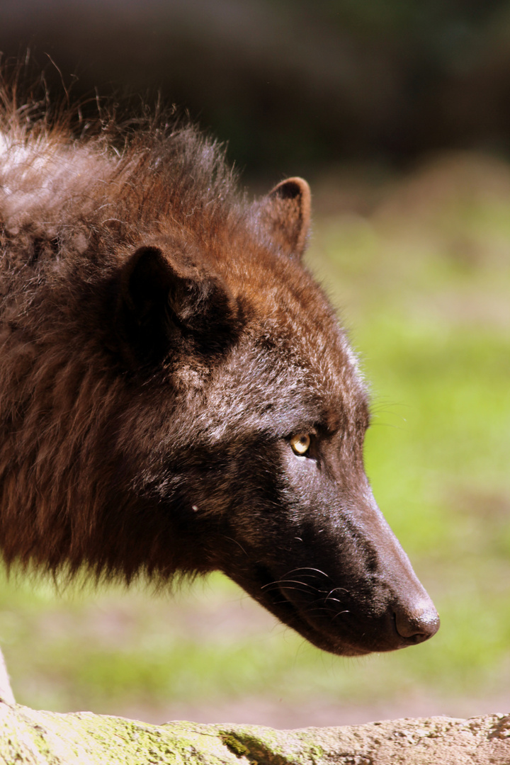 Wolf am Nachmittag