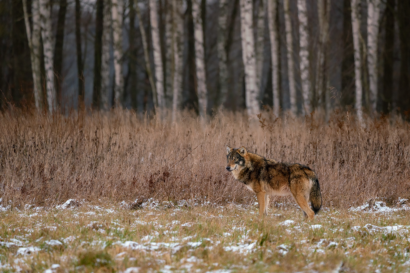 Wolf am Waldrand