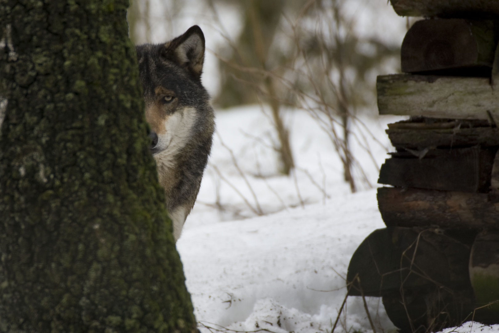 Wolf an der Hütte (Canis lupus)