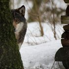 Wolf an der Hütte (Canis lupus)