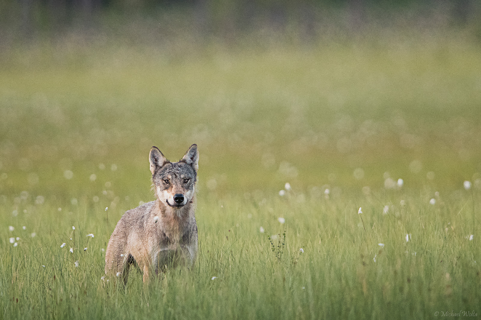 Wolf an einem Mittsommerspätabend