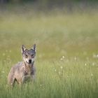 Wolf an einem Mittsommerspätabend