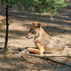 Wolf an einem sonnigen Plätzchen