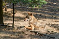 Wolf an einem sonnigen Plätzchen