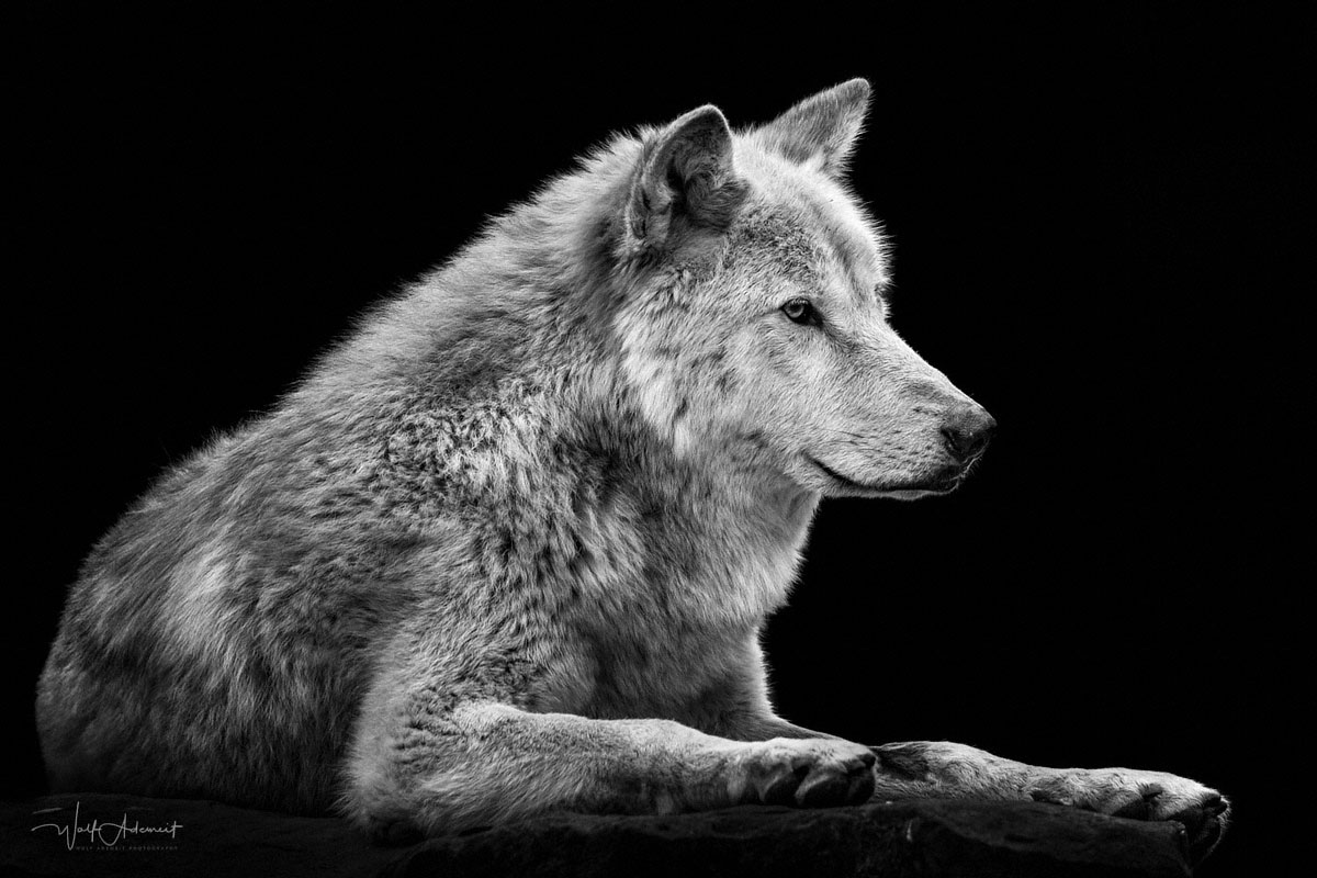 wolf at rest