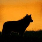 wolf at sunset